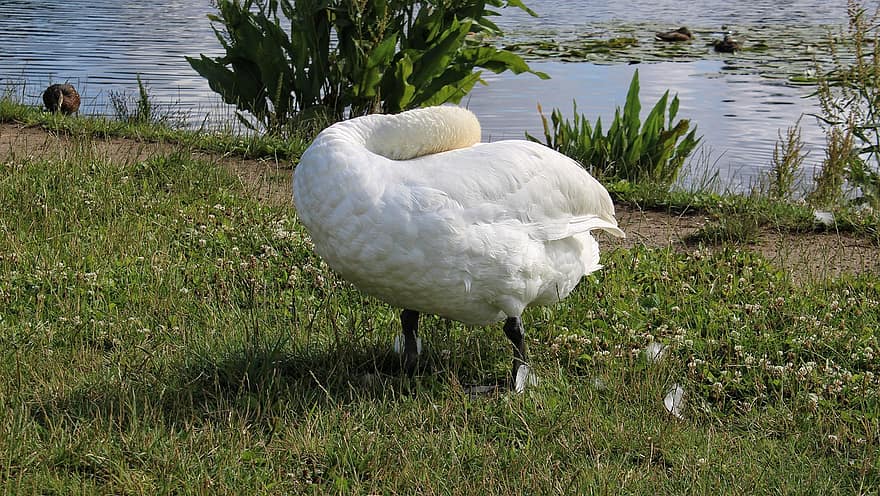Swan, Animal, Nature, Rostock, Feather, Grass, Water, Bank, Blue, White, Contrast