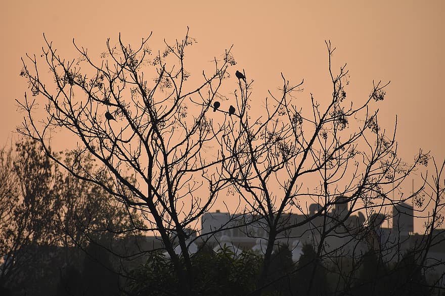 arbre, ocells, posta de sol, sortida del sol, sol, bosc, naturalesa, cel, estiu, al matí, alba