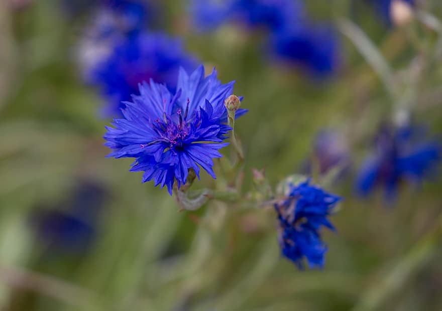 blomst, blå, wildflower