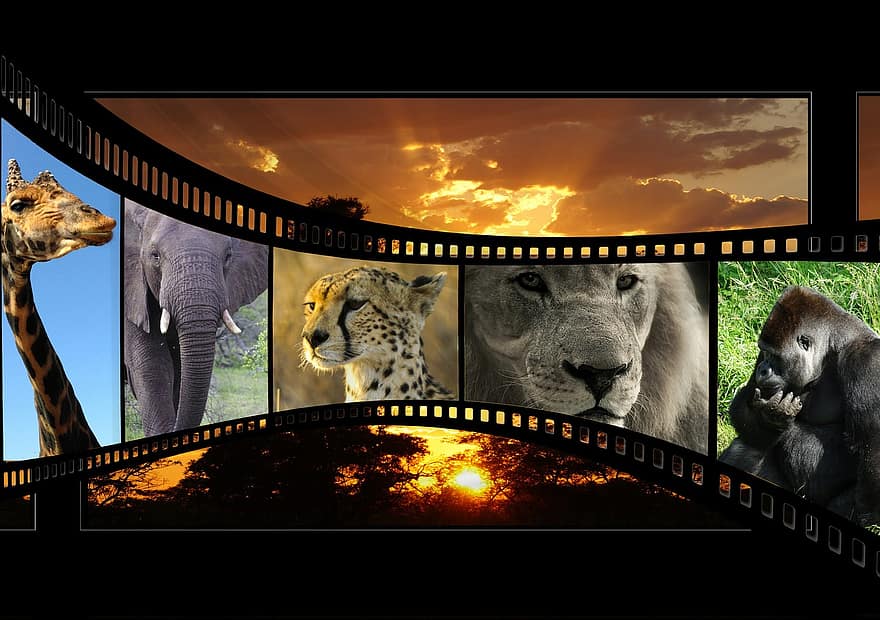 pel·lícula, Pel·lícula d'animals, trets de la natura, posta de sol, resplendor, paisatge, Àfrica, botswana, okavango, filmstrip, presentació