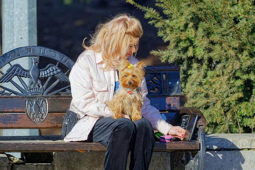 mulher, cão, animal, Cuidado, Banco, parque, relaxamento, ao ar livre, pets, fofa, terrier