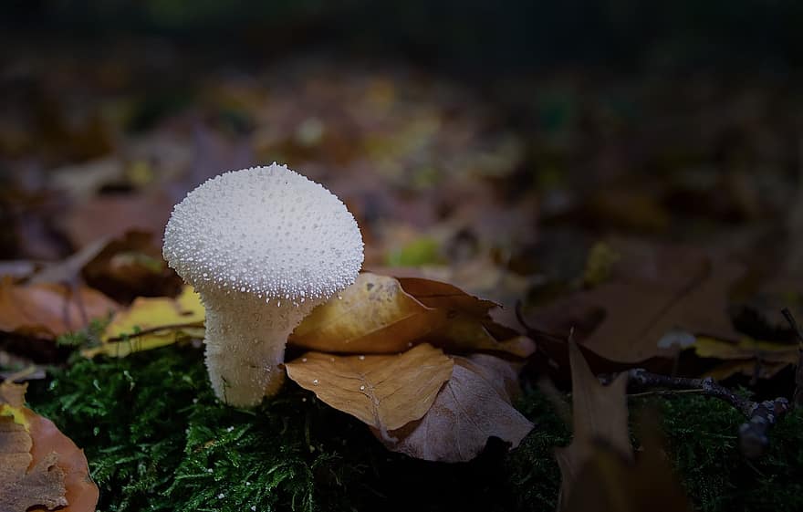 гриб, грибок, листья, лес, природа, падать, осень, темно, лист, крупный план, время года