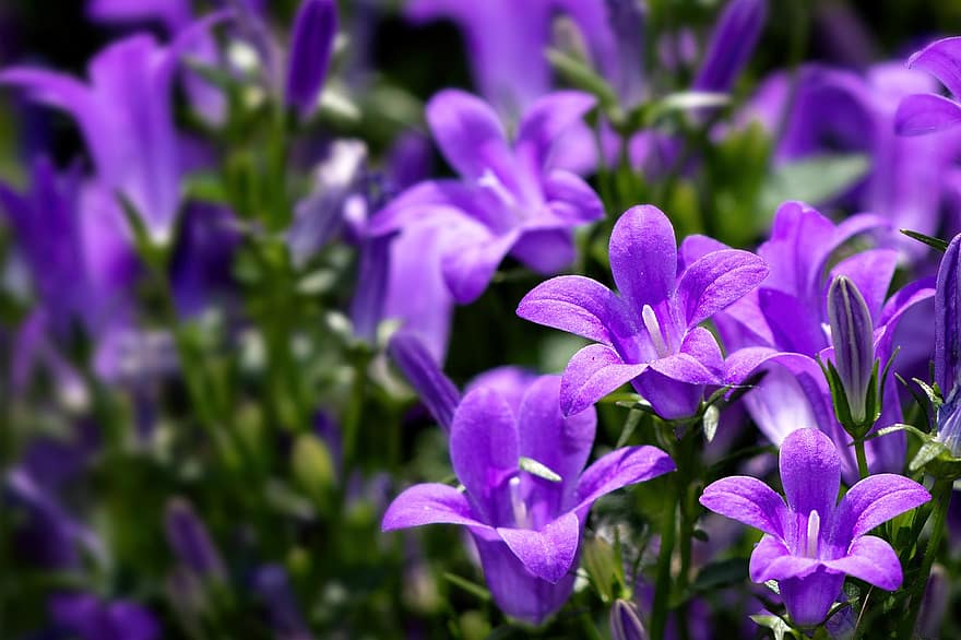 kwiaty, wzrost, łąka, pole, dzwonek, Rodzina Bluebells, fioletowy kwiat, niebieski, flora, rozkwit, kwiat