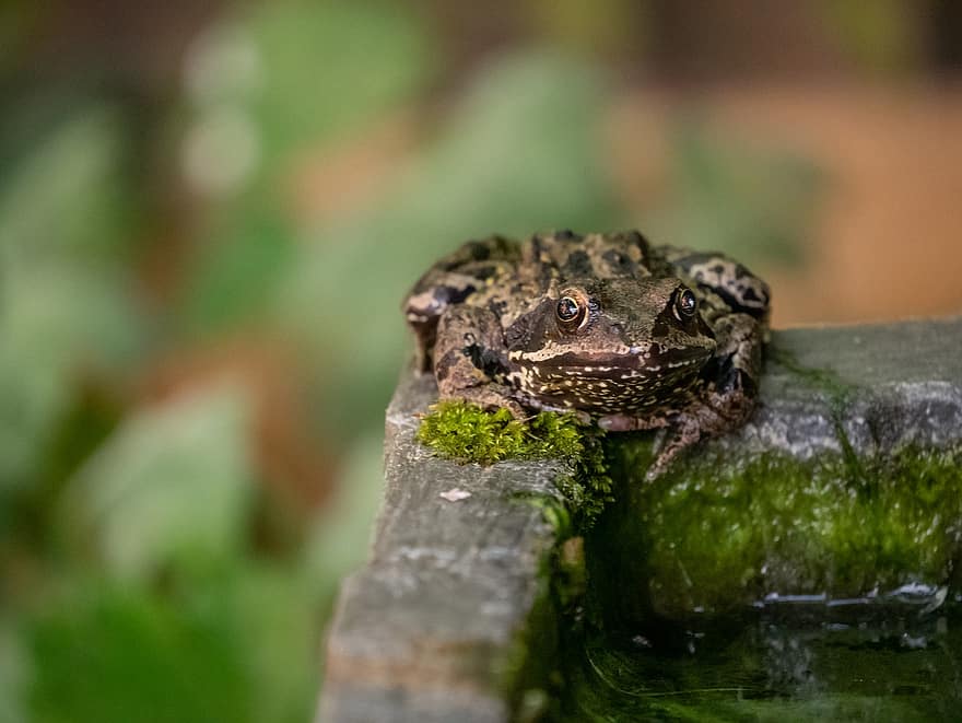 Frog, Looking, Staring, Pond, Nature, Natural, Life, Amphibian, Garden, Wild, Sat