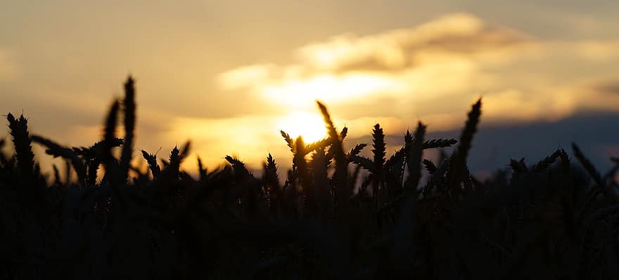le coucher du soleil, des céréales, champ, Prairie, les plantes, ciel, la nature, lever du soleil, crépuscule, des nuages, horizon