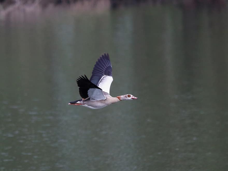 Duck, Animal, River, Lake, Water Bird, Avian, Flying Bird, beak, feather, animals in the wild, pond