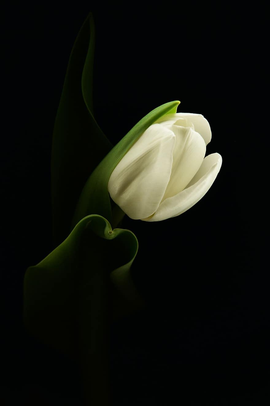 tulipán, květ, rostlina, jaro, bílý Tulipán, bílá květina, list, krása, temný