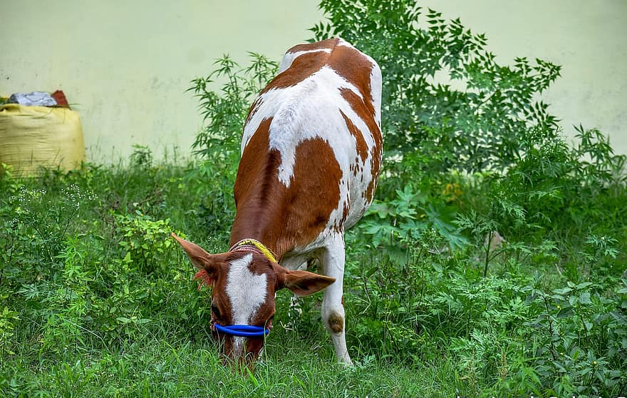 Cow, Cattle, Animal, Mammal, Livestock, Farm, Pasture, Agriculture, Rural, Meadow, Countryside