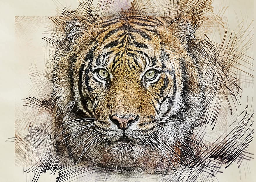 тигър, глава, котка, хищник, ловец, дивата природа, опасно, природа, величествен, животно, бозайник