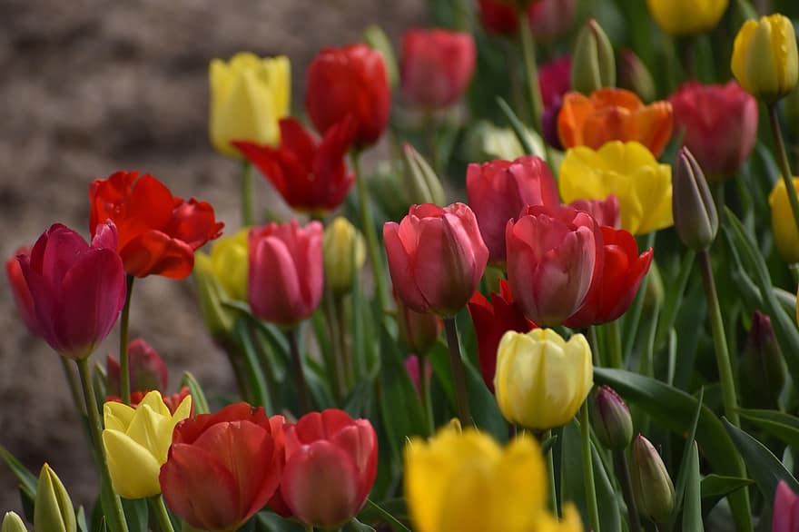 fleurs, tulipes, flore, printemps, fleur, Floraison, pétales, croissance, macro, tulipe, plante