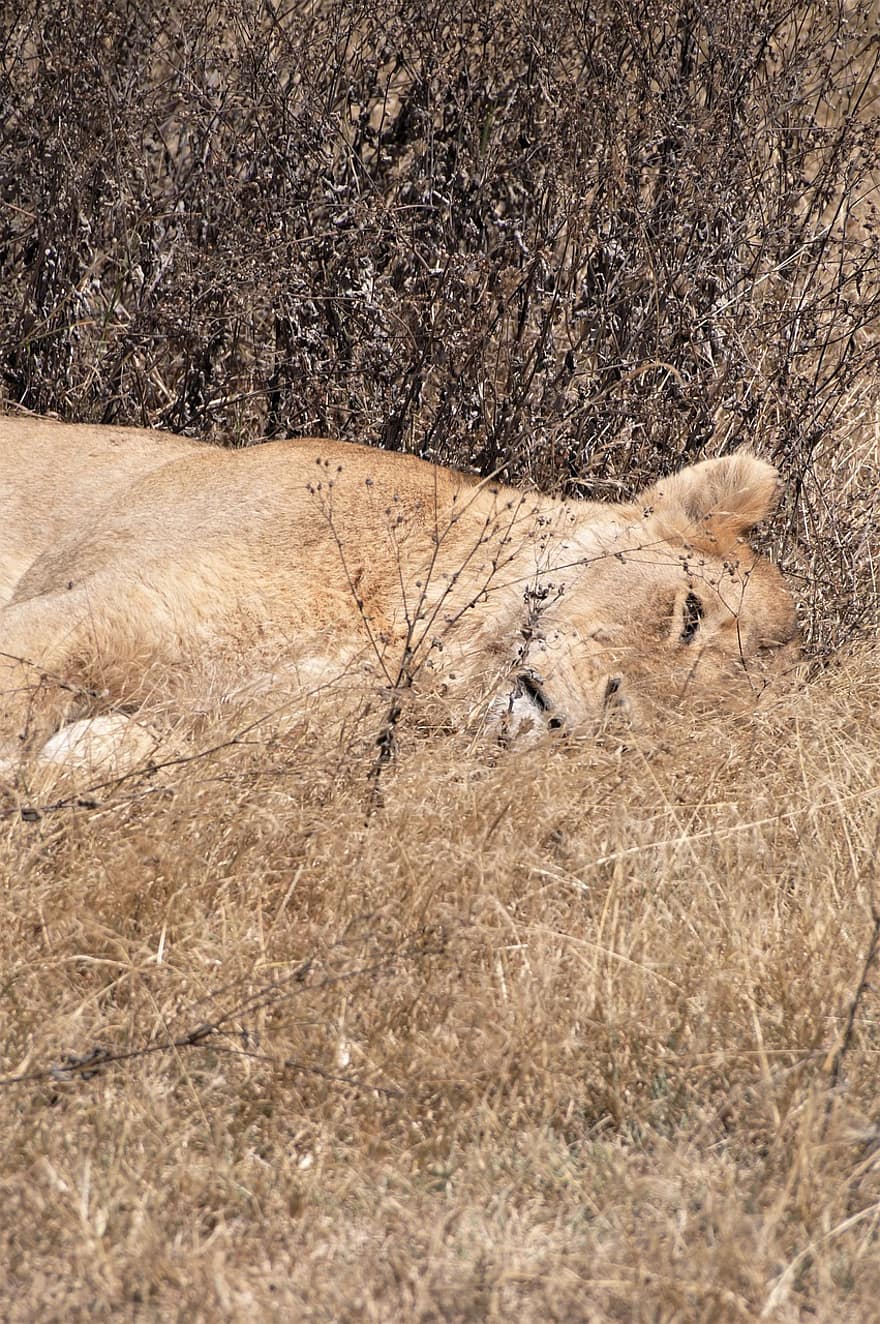 naarasleijona, leijona, nukkumassa, eläin, nisäkäs, iso kissa, villieläin, villieläimet, saalistaja, levätä, safari