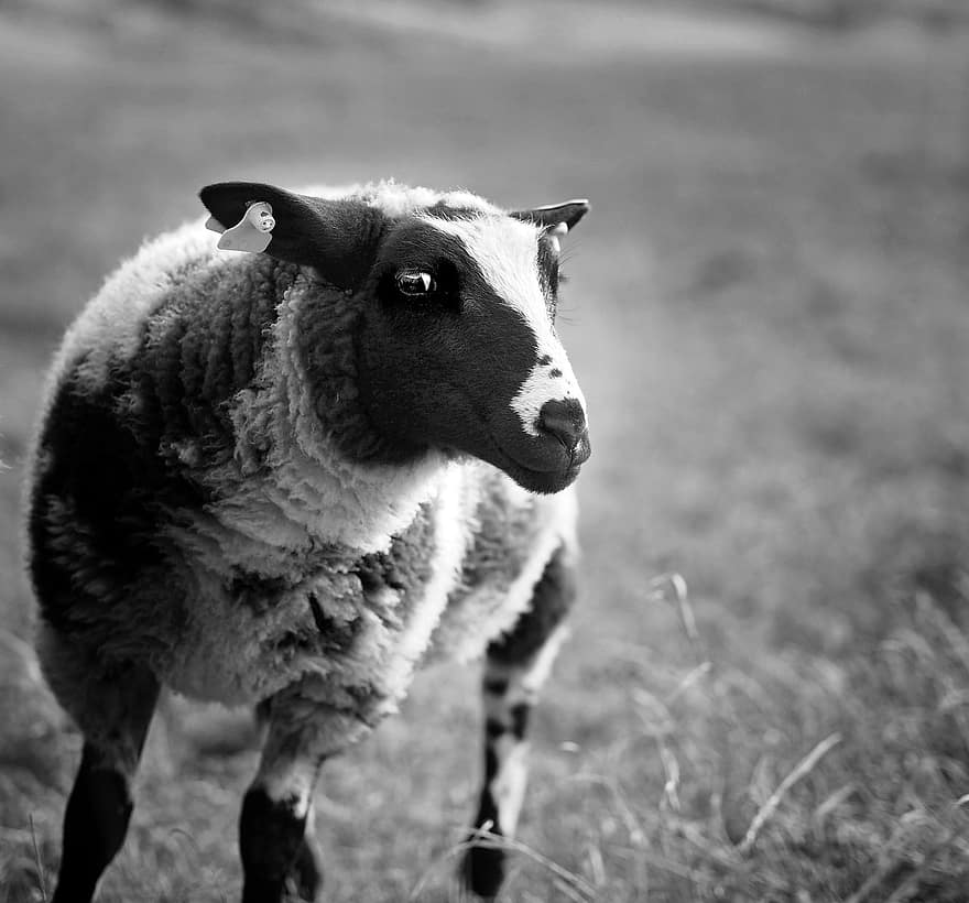 animal, oveja, animal de granja, ganado, pasto, en blanco y negro, animal domestico