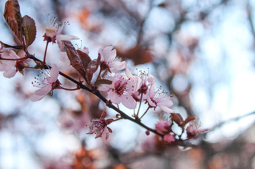 cseresznye virágok, virágok, virágzik, virágzás, fehér virágok, Sakura, növényvilág, sakura fa, tavaszi, tavaszi szezon, szirmok