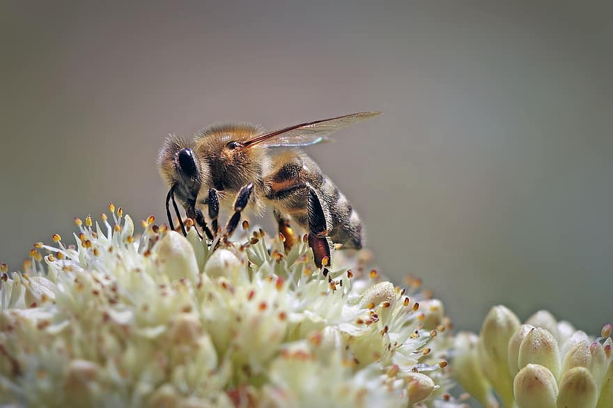 bi, insekter, nektar, blomst, bestøvning, pollen, honning, natur, flyvningen