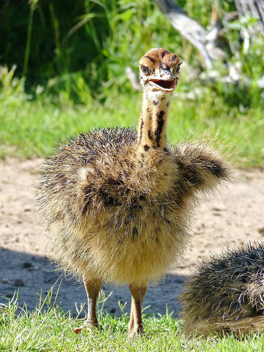 Ostrich, Bird, Chick, Baby Ostrich, Baby Bird, Ratite, Animal, Wildlife, Plumage, Beak, Running