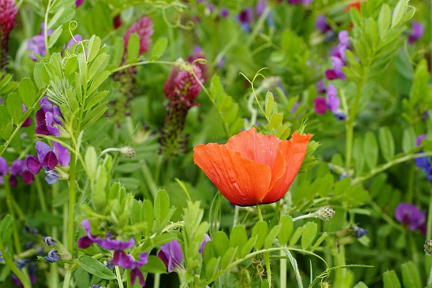 opium, bunga, padang rumput, papaver, bunga merah, vicia, flora, tanaman, musim panas, menanam, warna hijau