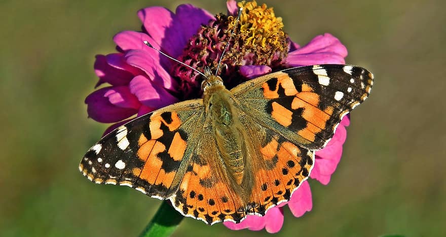 borboleta, zínia, polinização, flor, insetos, jardim, inseto, fechar-se, multi colorido, macro, verão