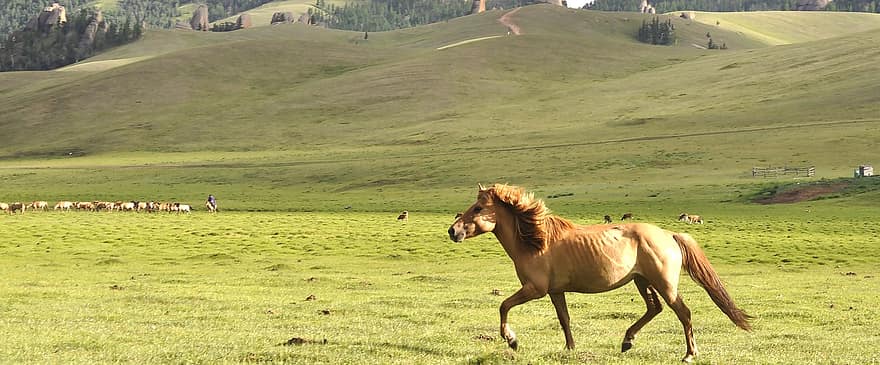 ló, futás, állat, zöld, legelő, Mongólia, vadon, fű, vidéki táj, tanya, rét