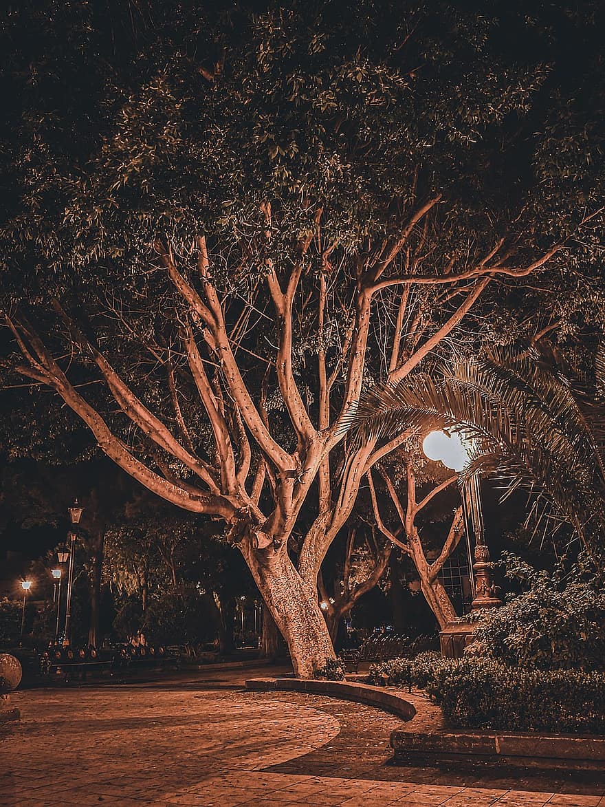дерево, природи, ніч, парк, темний, місто, лампа, міський