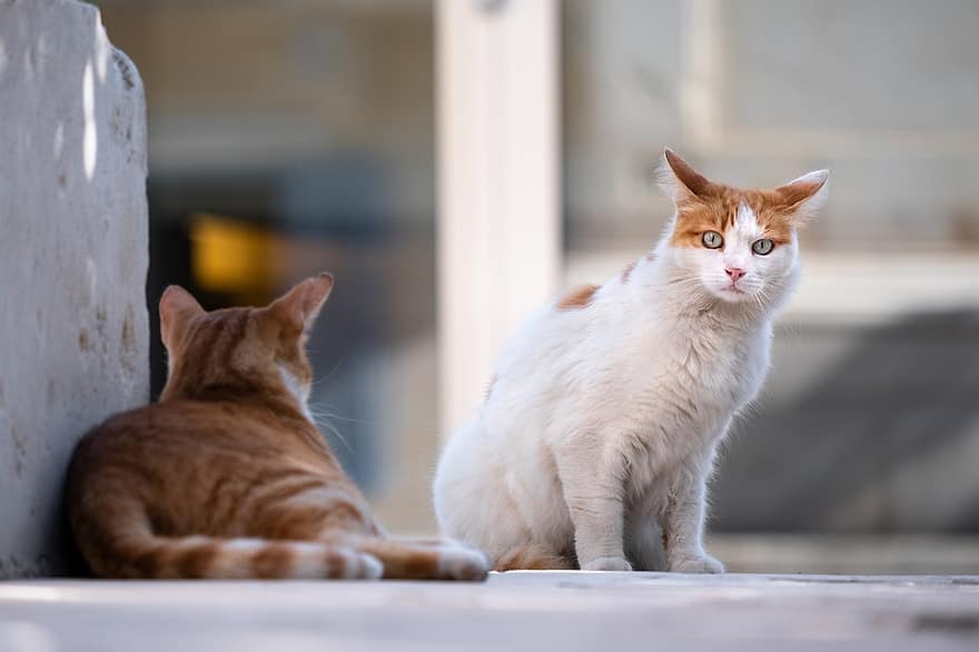 γάτες, αδέσποτες γάτες, των ζώων, street cats, άγριες γάτες, οικιακές γάτες, αιλουροειδής, θηλαστικά