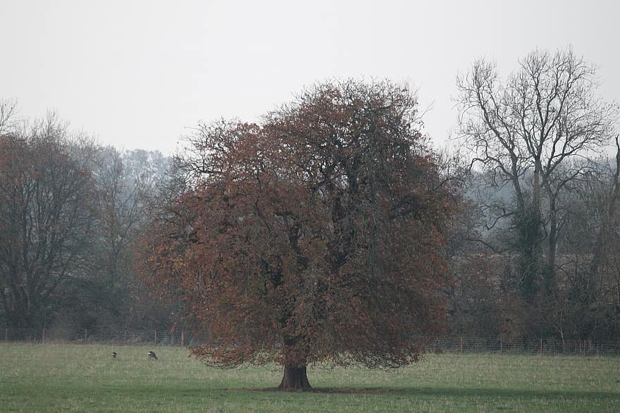 krajina, stromy, podzim, Příroda, sezóna, cotswolds, Anglie, Angličtina, venkov, dub