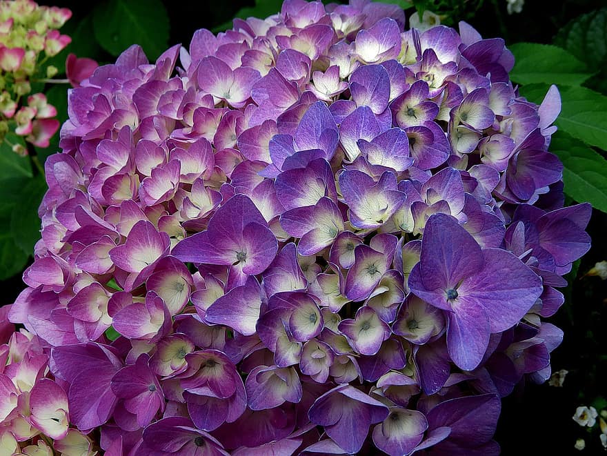 Hortenzija, gėlės, violetinės gėlės, sodas, žiedlapių, violetinės žiedlapės, žydi, žiedas, flora, augalų, pobūdį