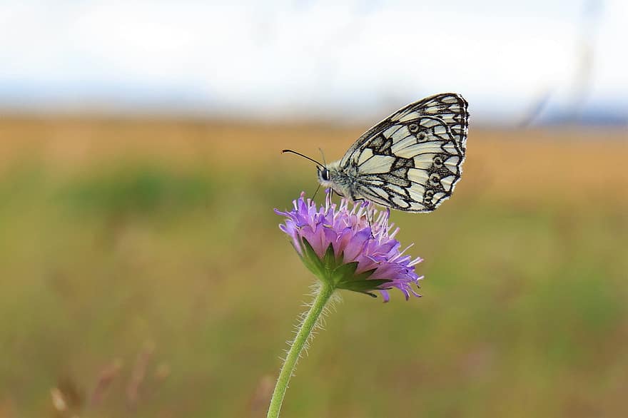 Marbled White Butterfly, Flower, Pollination, Wildflower, Butterfly, Nature, Blossom, Bloom, Garden, Macro