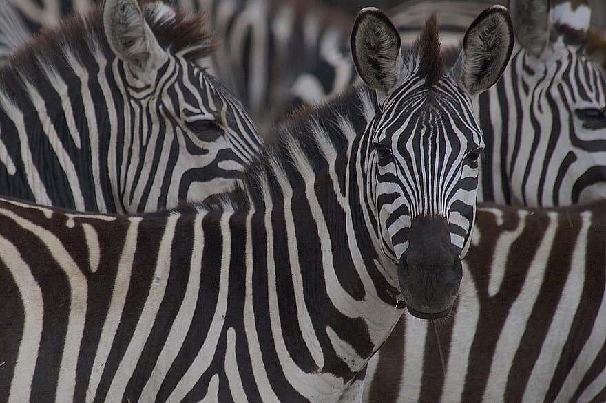 Zebras, Tiere, Kenia, Tierwelt, Natur, Wildnis, Maasai Mara, Herde, Zebra, gestreift, Afrika
