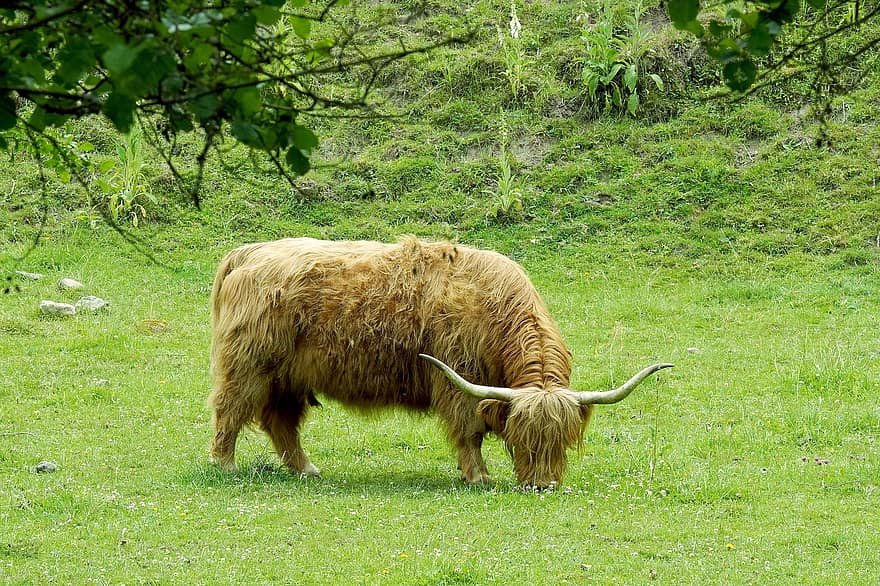 Beef, Highland Cattle, Horns, Pasture, Fur, grass, farm, rural scene, meadow, agriculture, livestock