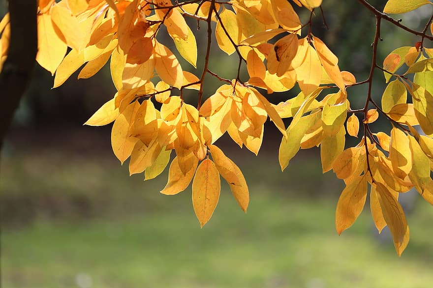 Leaves, Foliage, Yellow Leaves, Persimmon Tree, Persimmon Leaves, Fall, Autumn, Flora, Fall Color, Botany, Nature
