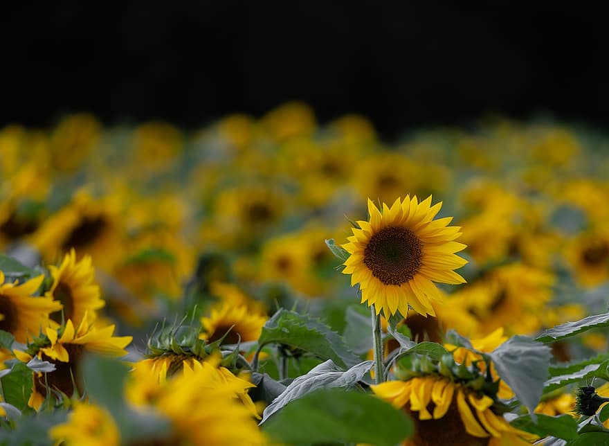 bunga, bunga matahari, kelopak, bidang bunga matahari, bunga matahari liar, berkembang, alam, menanam, bidang, flora