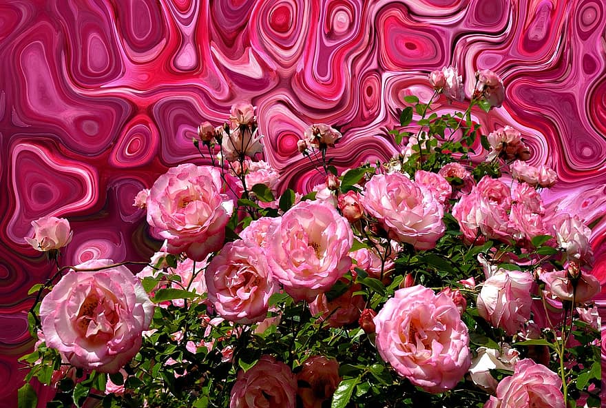 roser, kjærlighet, rød, rosa, romantisk, blomstre, blomst, natur, blomster, skjønnhet, rose blomst
