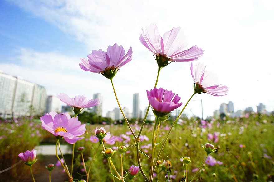 코스모스, 핑크 꽃, 목초지