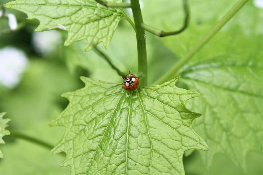 Ladybug, Insect, Close Up, Hamburg, Hamburgensien, Frühlingsanfang