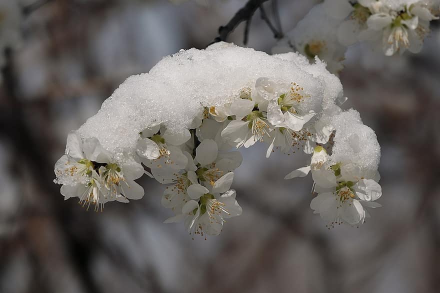 абрикосовые цветки, снег, белые цветы, зима, природа, мороз, крупный план, цветок, завод, лист, свежесть