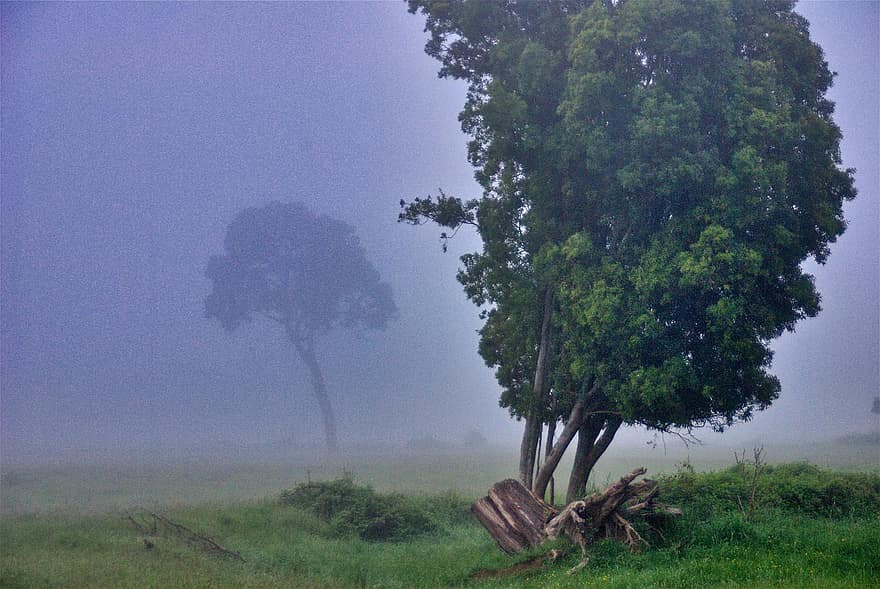 дерево, туман, туманный, одинокий, природа
