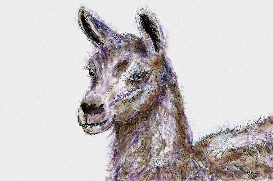 Llama, Animal, Watercolor, Sketch, Drawing, Mammal, Wildlife