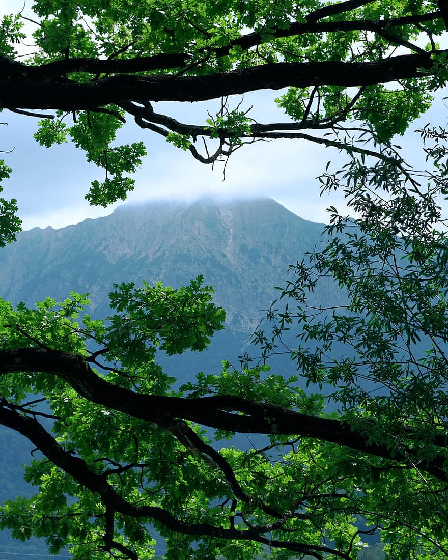 núi, Thiên nhiên, Bavaria, lá, chi nhánh, tán lá, cây