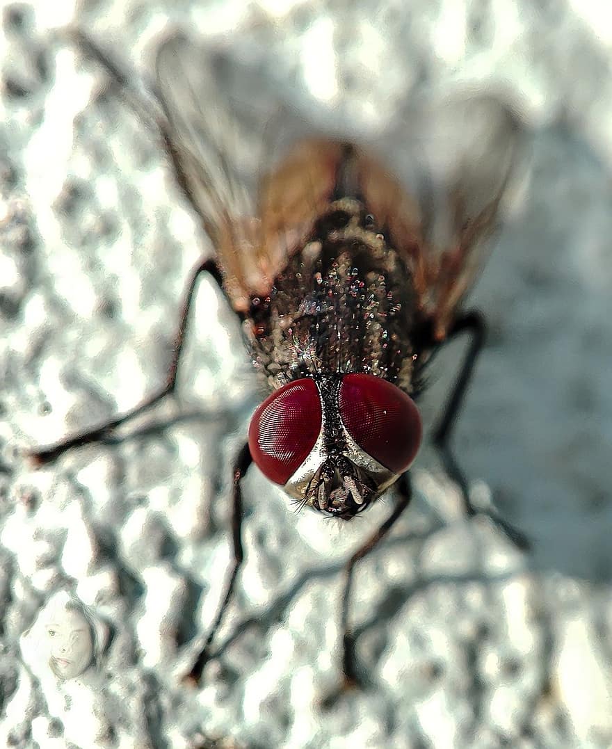 volar, insecte, ales, primer pla, macro, mosca domèstica, petit, plaga, antihigiènic, ull d’animals, volant
