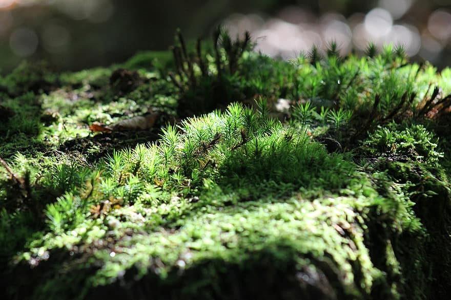 Moss, Nature, Forest, Tree Stump, Macro, green color, plant, close-up, leaf, tree, growth