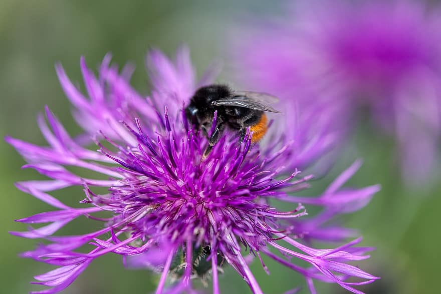 цветок чертополоха, дикий цветок, дикая пчела, насекомое, опыление, фуражировка, летом, природа, пурпурный