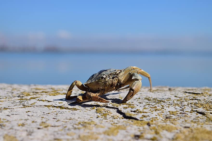 Crabe, crustacé, mer, créature marine, animal marin, paysage
