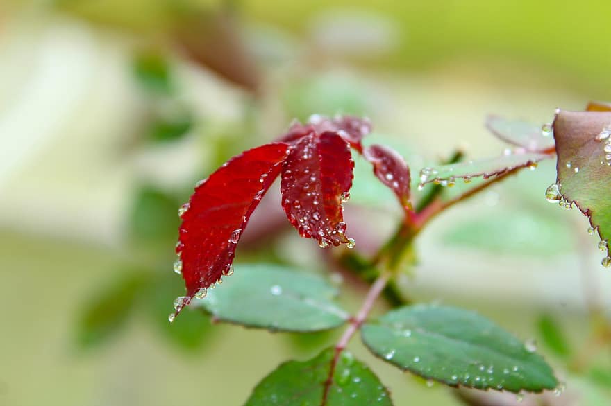 blader, anlegg, dugg, våt, røde blader, løvverk, regndråper, duggdråper, natur, miljø