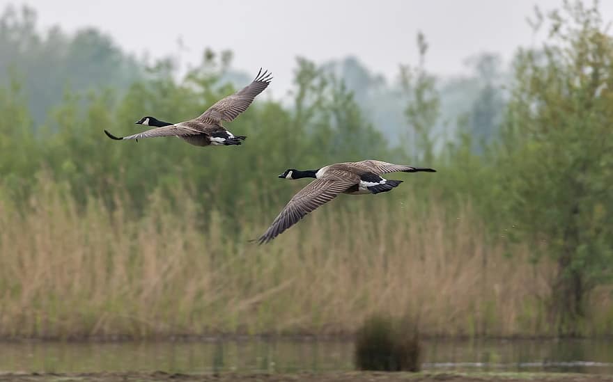 Canada Geese, Birds, Flying, Geese, Waterfowls, Water Birds, Aquatic Birds, Animals, Wings, Feathers, Plumage