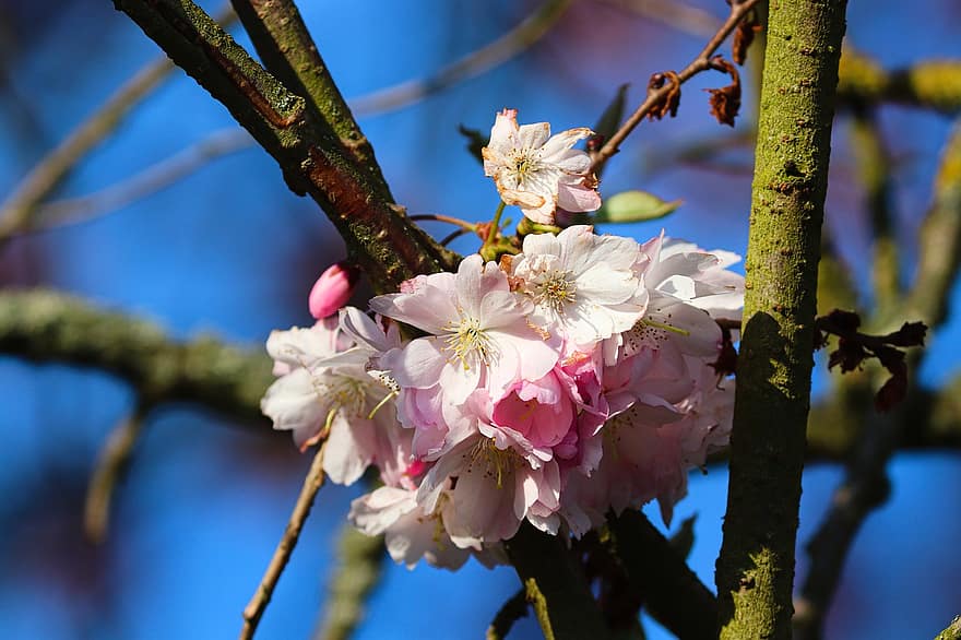 bunga sakura, bunga-bunga, cabang, bunga-bunga merah muda, cherry hias, mekar, berkembang, pohon, musim semi, pohon ceri, alam
