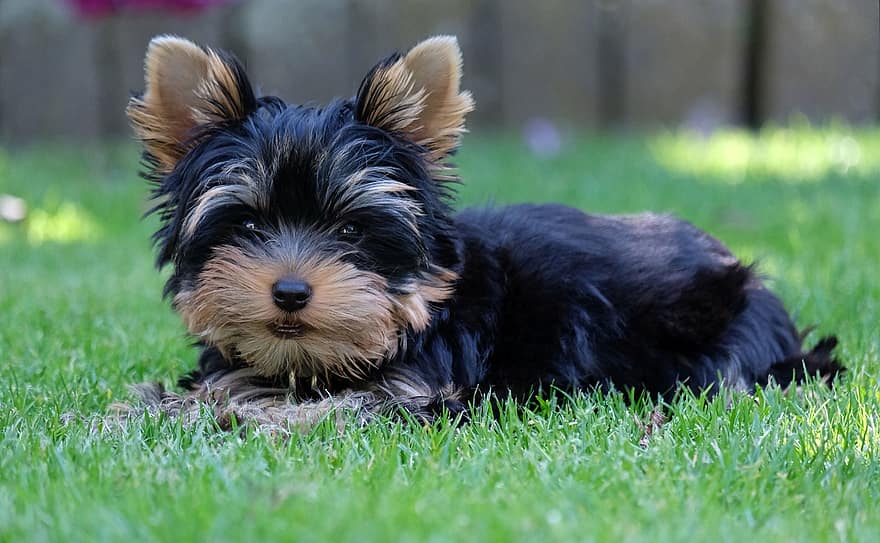 yorkshire terrier, puppy, huisdier, hoektand, dier, hond, aan het liegen, vacht, snuit, gras, zoogdier