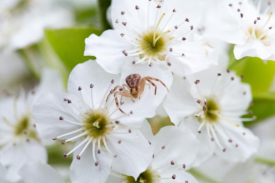 паук, груша, цветы, паукообразный, животное, весна, белые цветы, дерево, завод, природа, крупный план