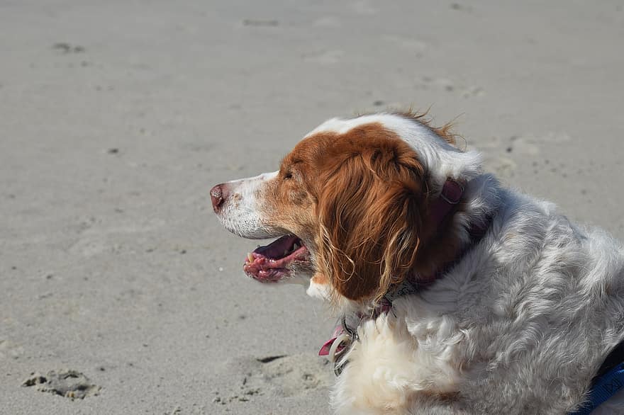 cane, spiaggia, oceano, sabbia, costa, animale domestico, canino