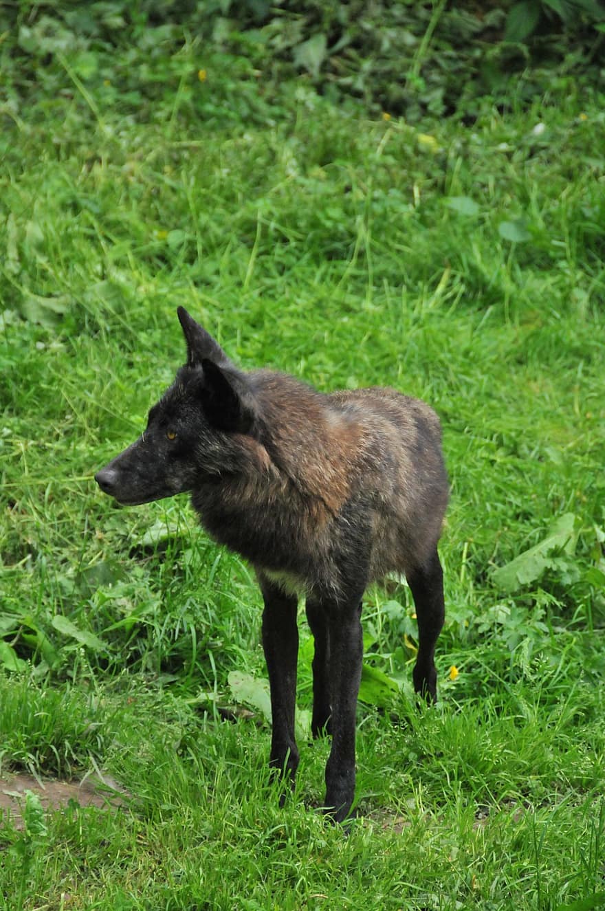 loup des bois, Loup, animal, prédateur, mammifère, faune, région sauvage