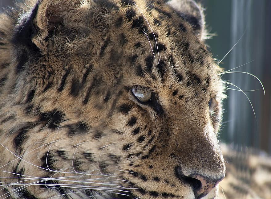 animal, léopard, félin, mammifère, espèce, faune, chat, zoo, panthère, jaguar, animaux à l'état sauvage